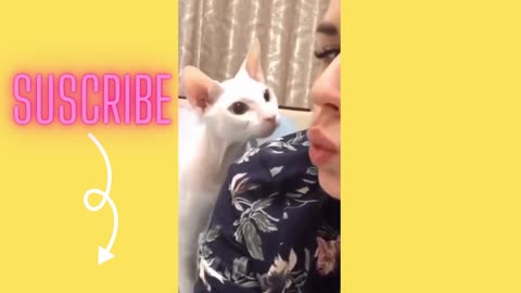 funny cat