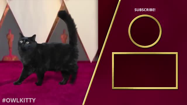 Kitty Oscars 2020 (Joker - Parasite - 1917)