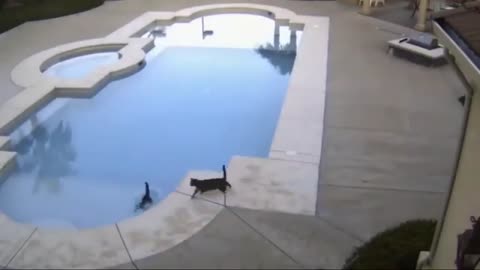 Funny videos animails