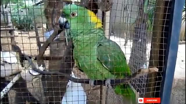 funny 2021 | pranks 2021 | funny parrots