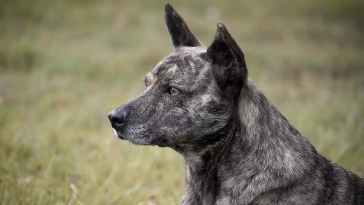 Territorio de Zaguates "Land of The Strays" Dog Rescue Ranch Sanctuary in Costa Rica