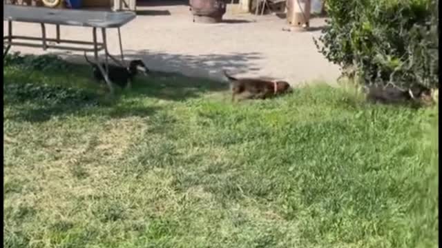 Why is this dog sniffing another dog's ass?