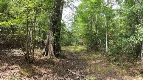 SC Deer Hunting w/ Dogs - Dogs running the fire out of one! Too Thick to See!