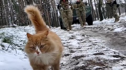 Fluffy cat leads a group of border guards for briefing 🇺🇦