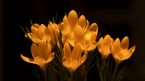 flowers time lapse video