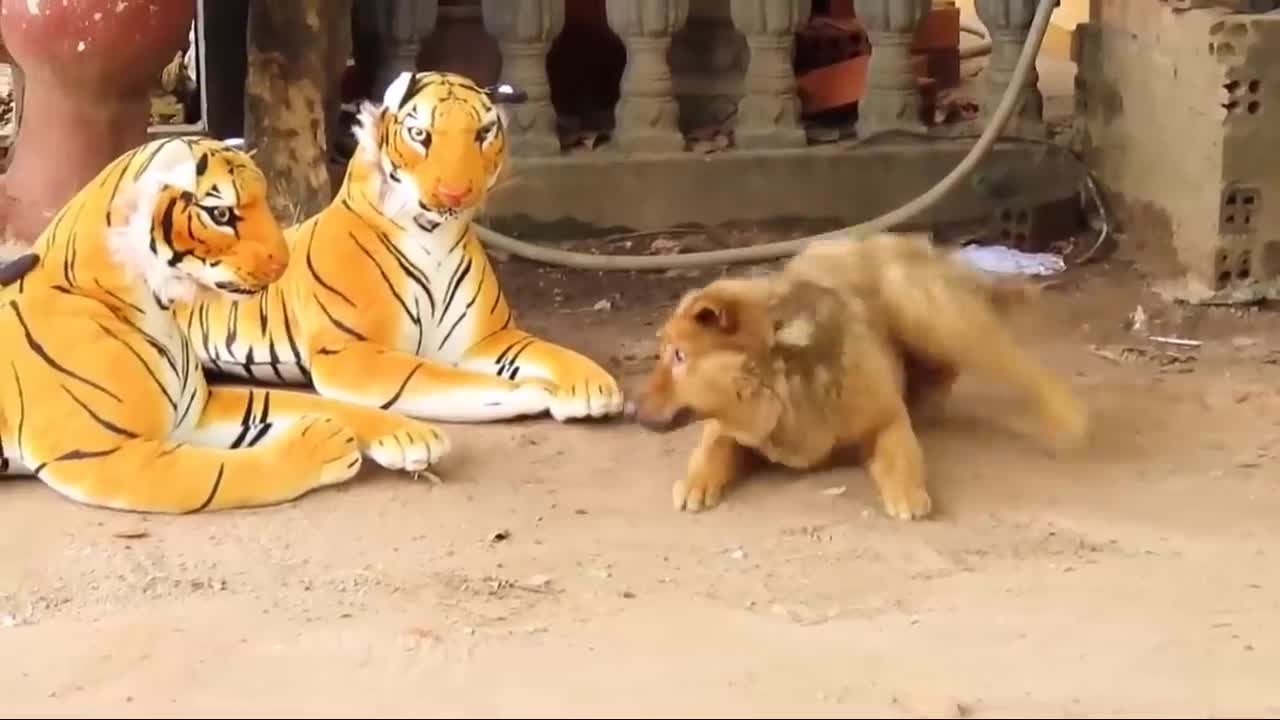 Animal Precious Reaction while getting Pranked