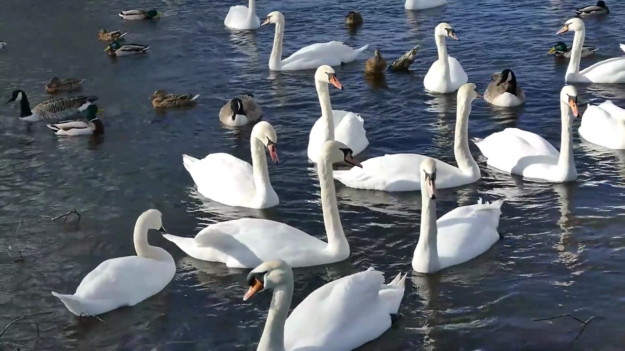 A Portrait of Ducks and Other Exquisite Birds || Amazing ducks Swimming || beauty of nature