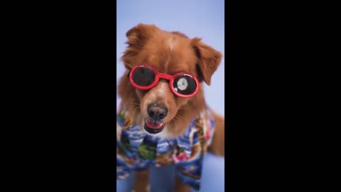 funny dog