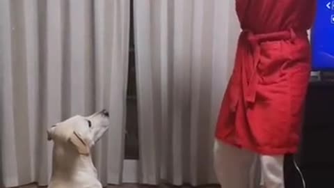 Curiquitaca Challenge With Dog Dog Reaction