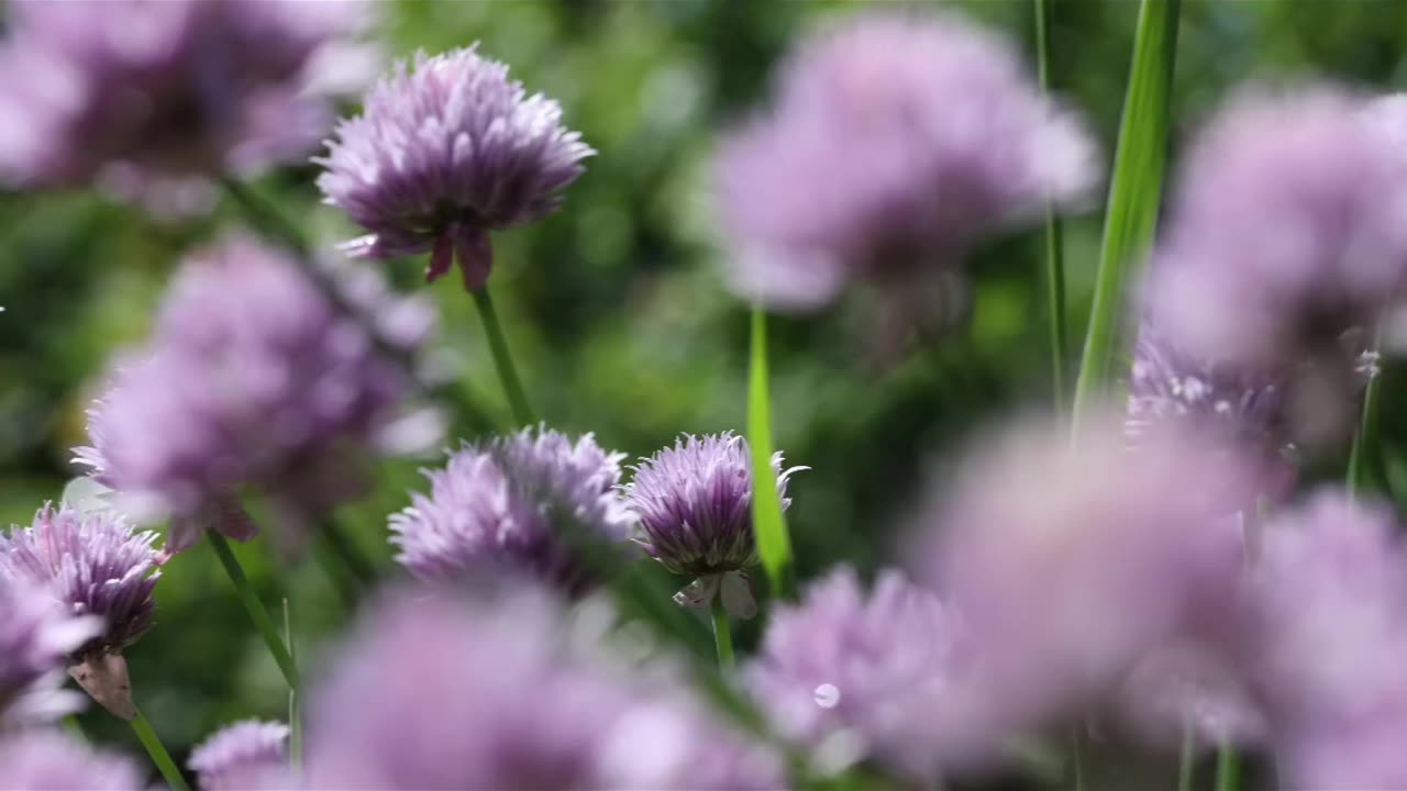 Beautiful garden chive flowers 🌺