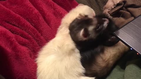 Little (Tiny) Bear deiced that Nibbles needed a bath