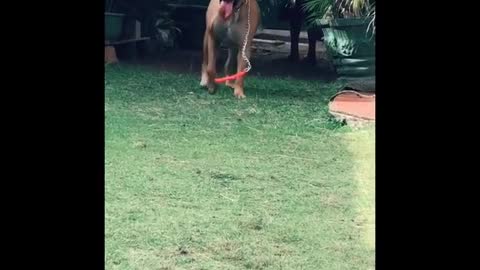 Funny dog tiktok