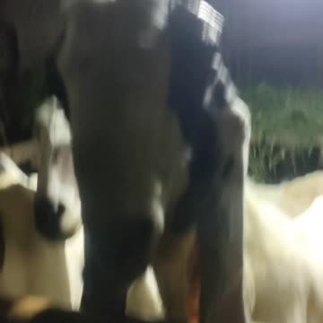 My goat is cold and coughing like he has the flu