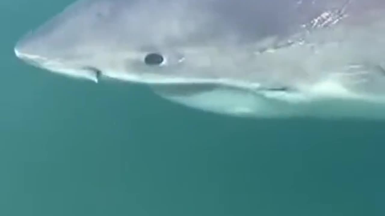 New Brunswick man encounters a great white shirt