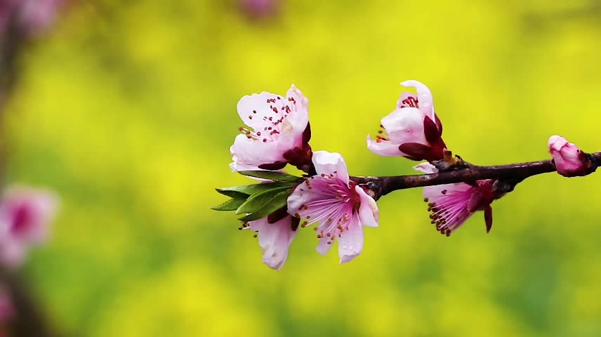 The blooming flowers