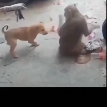 Funny Monkey 🐒 #shorts #short #shortsfeed #youtube #viral #ytshorts #animals #trending