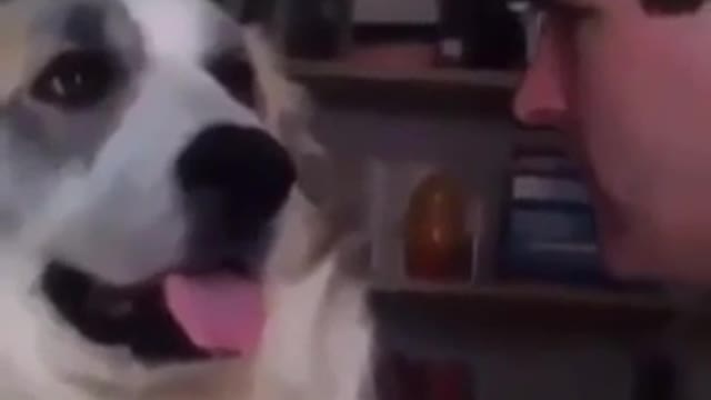 Man tells his dog your mom looks like a dog and the dog reacts