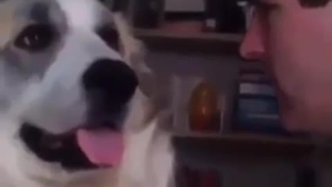 Man tells his dog your mom looks like a dog and the dog reacts