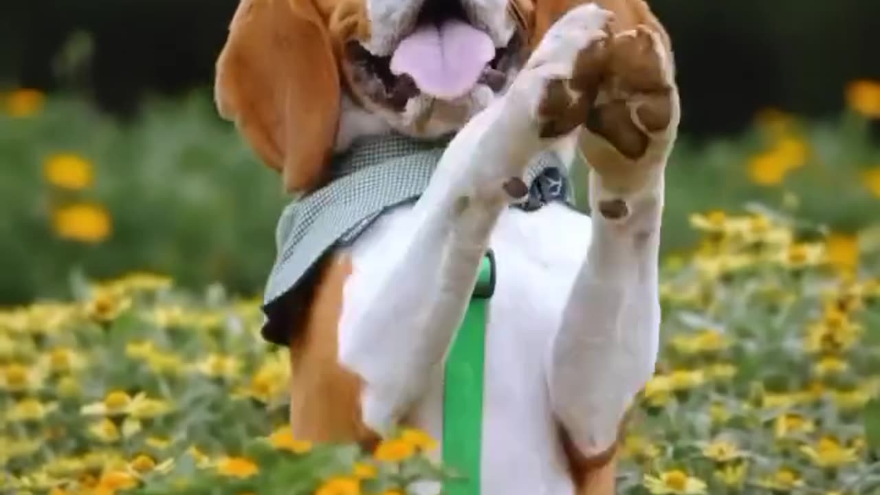 Funny Moves 😄 Cuteness