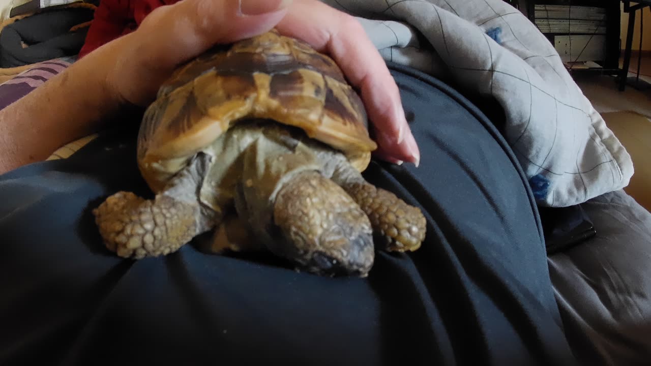 Tordy The Tortoise Nap Time