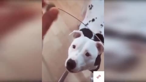 try not to smile with these pet videos