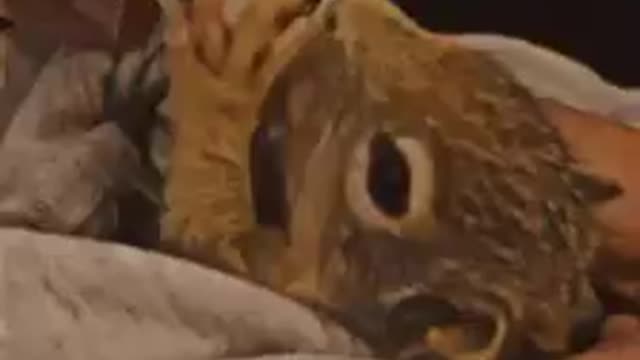 Watch the squirrel drink its milk