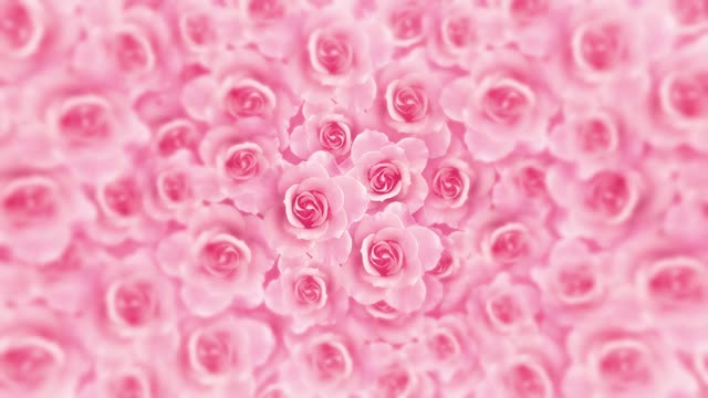 pink background video beautiful wedding flower of love blooming