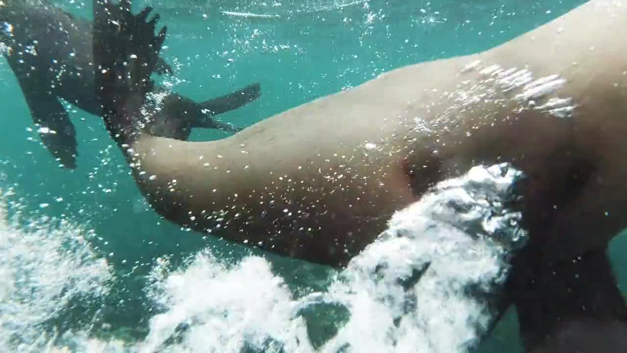 The Seals Are Swimming Underwater