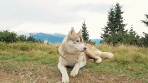 A Cute Dog 4K