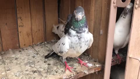 Kalsira pigeons