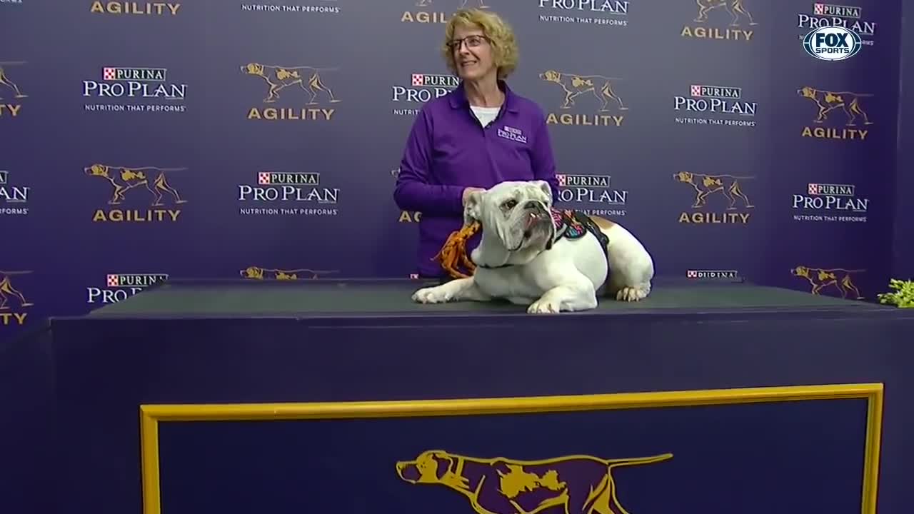 Watch Rudy the Bulldog crush the 2019