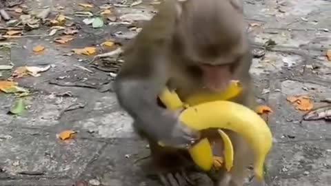 Monkey eat banana