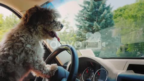 Cute Dog Is Driving a Car Without Fear #dog