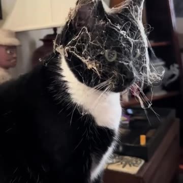 When your cat finds out your cleaning quality