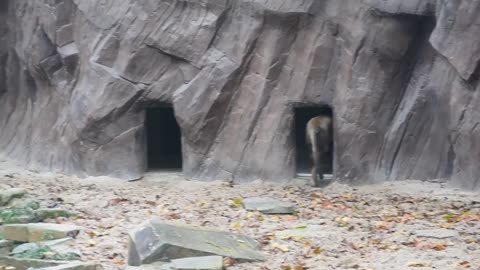 First meeting of lion cub Nestor with his father Victor @ Zoo Antwerpen