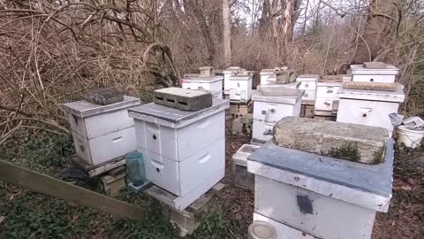 Bees from Ferguson about to Exodus