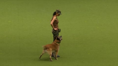 Exercise and training with dog