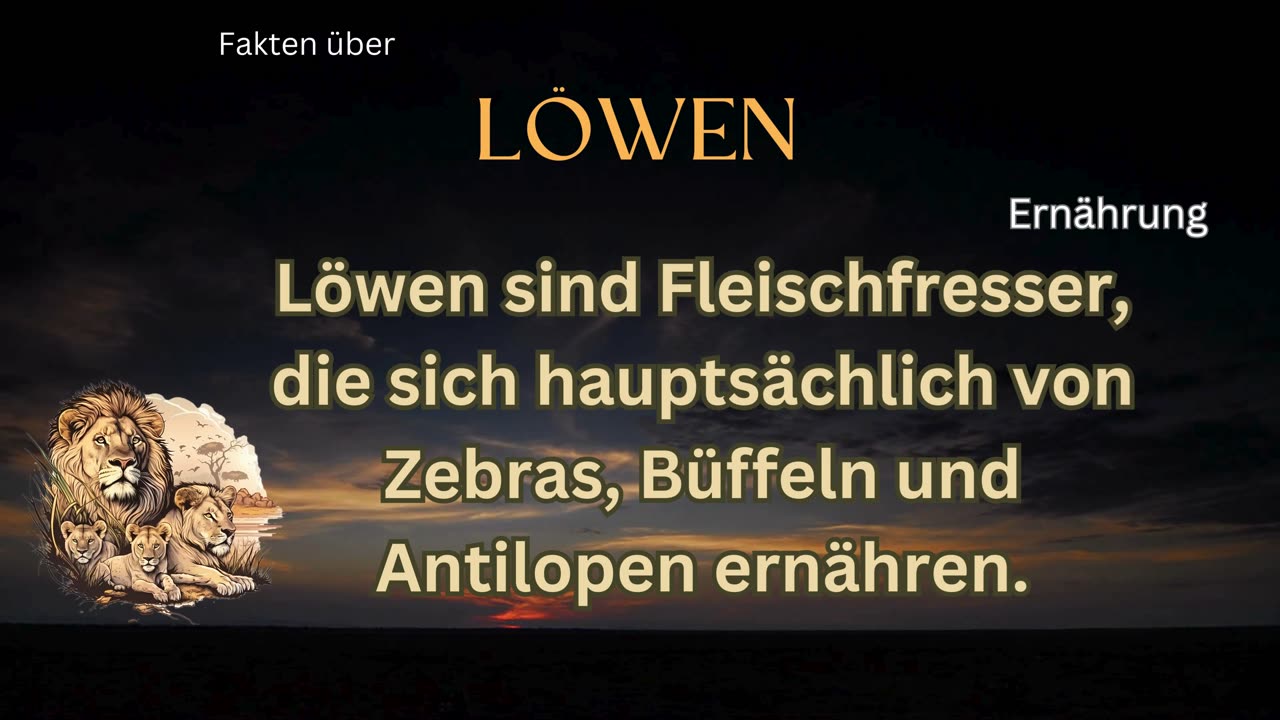 Löwen-Fakt 5 - Was fressen Löwen?