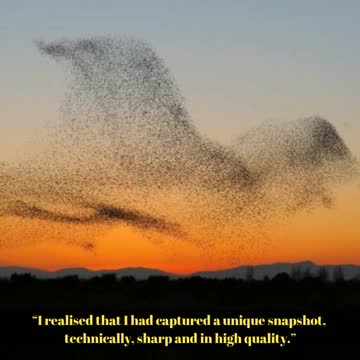 Amazing Photograph Of Starling Formation
