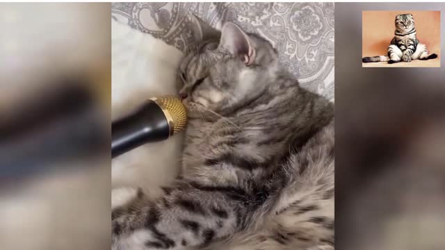 OMG So Cute Cats ♥ Best Funny Cat Videos 2021 😹