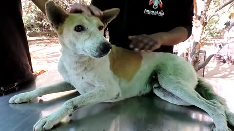 10 most inspiring animal rescues