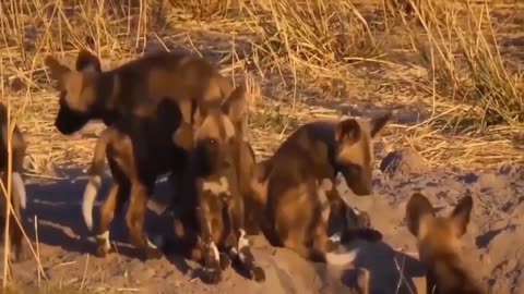 Elephant Show Strength! Lion Died Tragically When Being Tortured By Africa's Most Dangerous Elephant