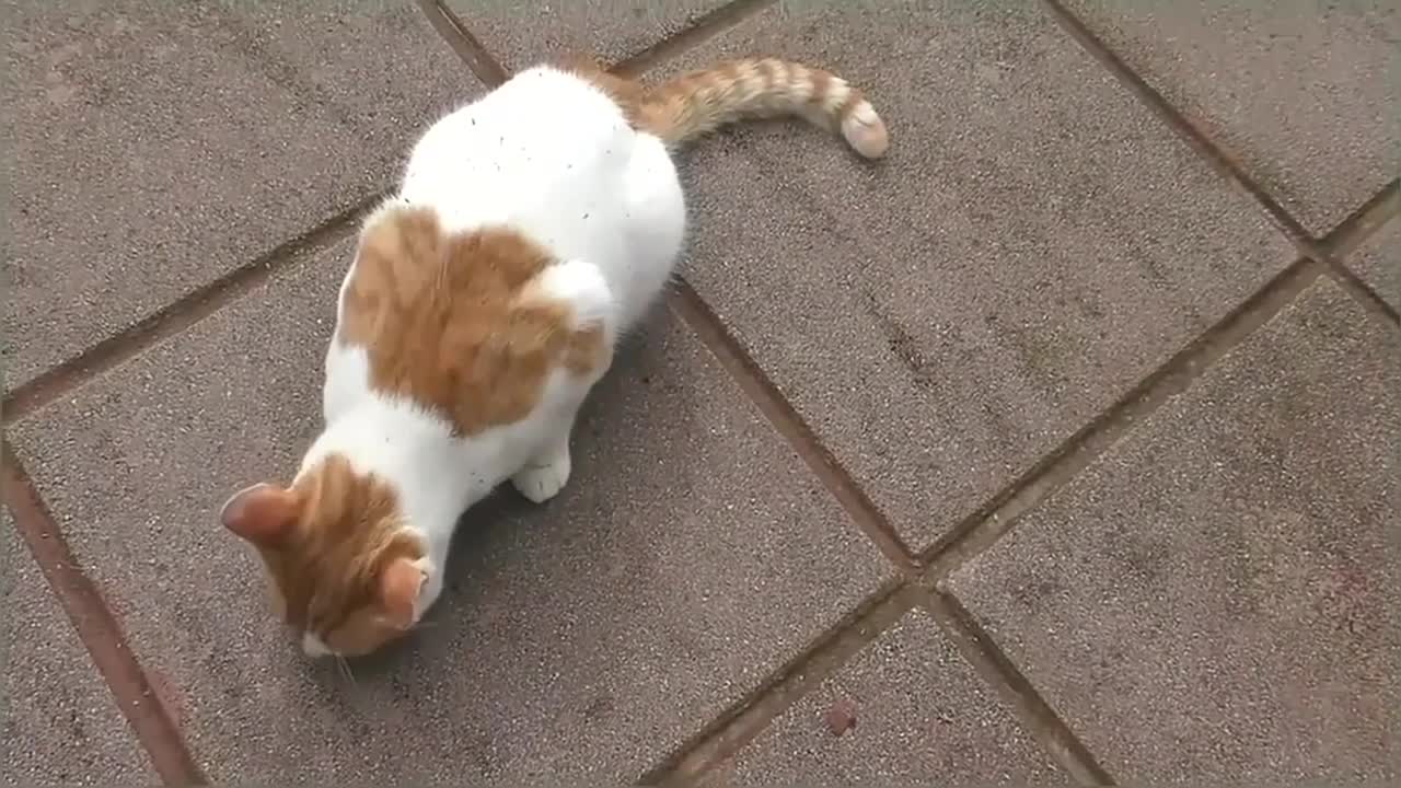 Cat gets high on catnip