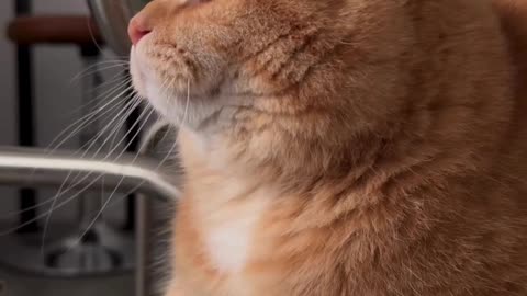 Cute And Funny Cats 😍😍😅😅 #viral #shorts #reels #cat #cats #pets #catsshare