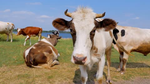 Herd of cows browsing on shore of lake