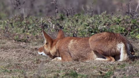 Ethiopian Fox.