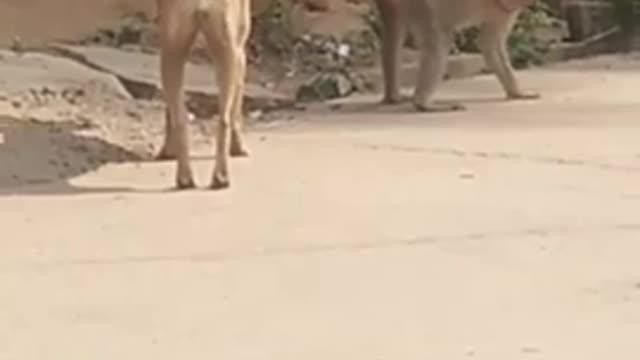 funny animal video | keep laughing😅