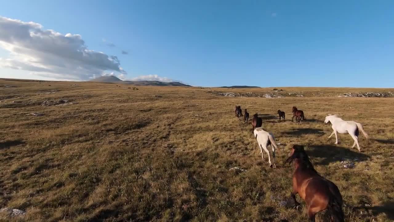 Aerial FPV drone shot of a chasing and flying close around herd of wild horses