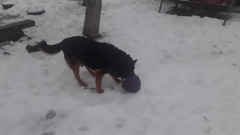 My dog ​​is playing with a ball