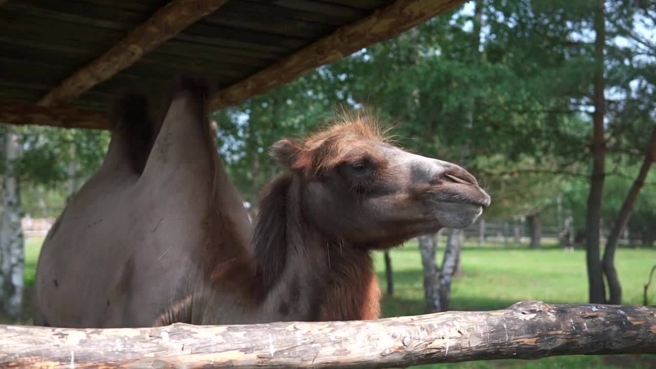 a camel in the zoo licking his lips